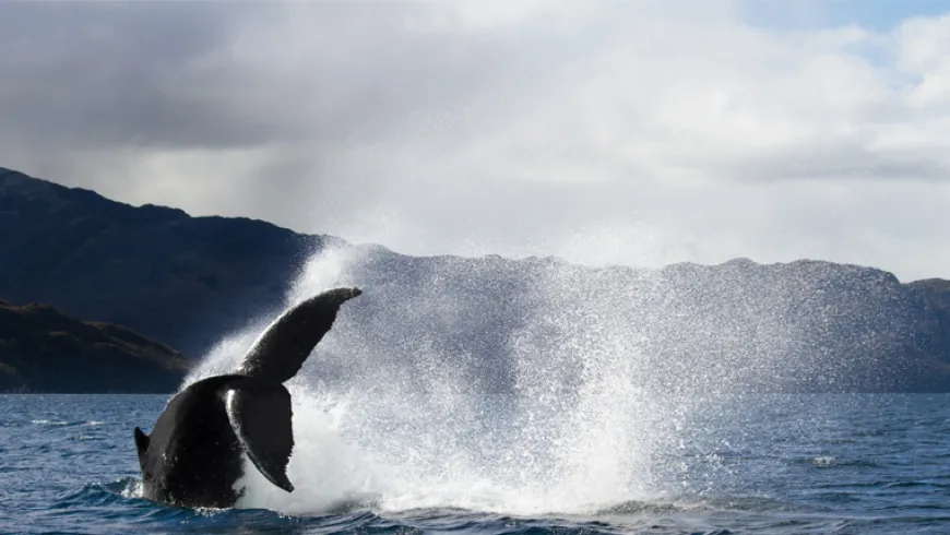 Ballena rorcual común