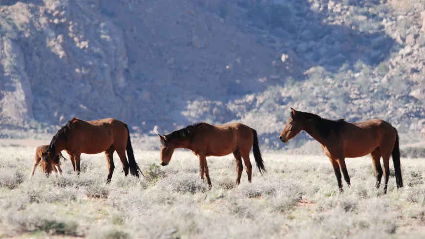 Proyecto eHorse