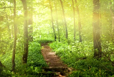 IMG - Curso de verano &quot;Introducción a la ecocrítica&quot; (4ª ed.)